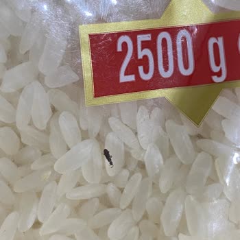 Satın Alınan P***** Paketinde Böcek Çıkması