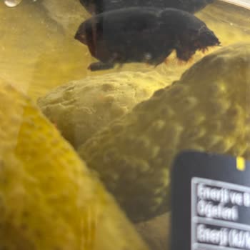 Kühne Salatalık Turşusunda Böcek Şoku: Hijyen Ve Güven Sorunu