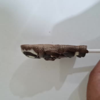 Son Tüketim Tarihi Geçmemiş Çikolatada Bozulma Ve Kurtlanma