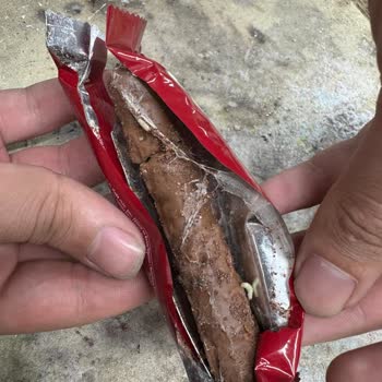 Aldığım Çikolatanın İçinden Kurtçuk Çıktı!