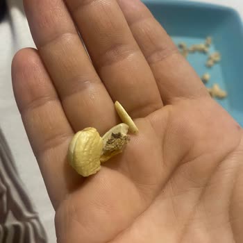 Aldığım Kuruyemişin İçinde Kurtlu Ve Çürük Ürünler Çıktı, Mağduriyet Yaşadım