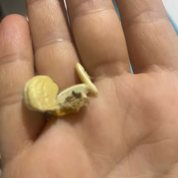 Aldığım Kuruyemişin İçinde Kurtlu Ve Çürük Ürünler Çıktı, Mağduriyet Yaşadım