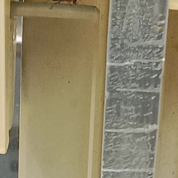 Açık Yiyecek Bölümünde Hamam Böceği Görülmesi Ve Hijyen Endişesi