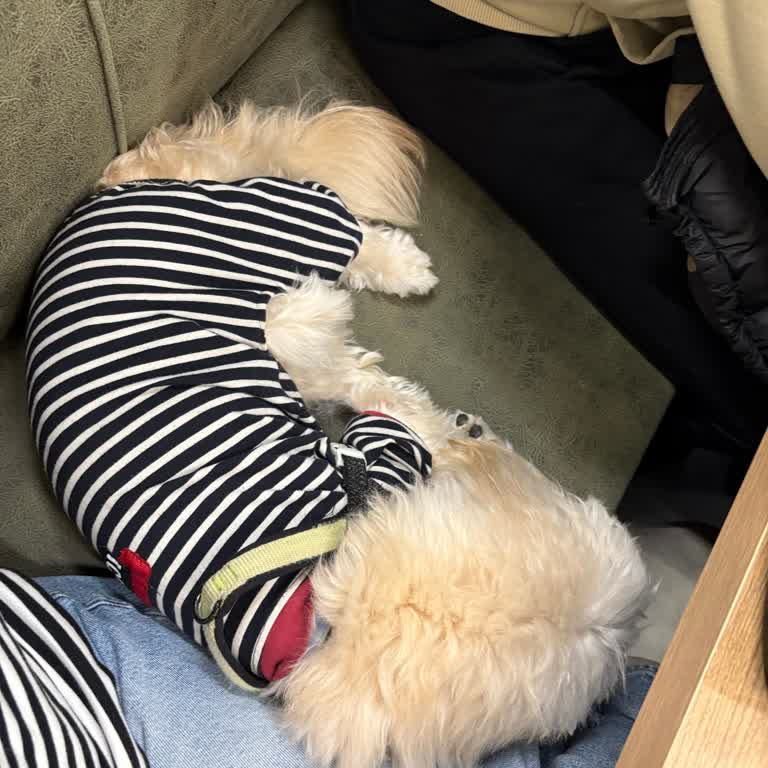 Gülçimen Aspava | Eryaman Evcil Hayvanla Restorana Alınmama Ve Çalışanların Kaba Tutumu