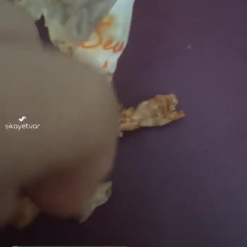 Bereket Döner Dondurulmuş Tavuk Ve İçinden Çıkan Sinir Ya Da İlik