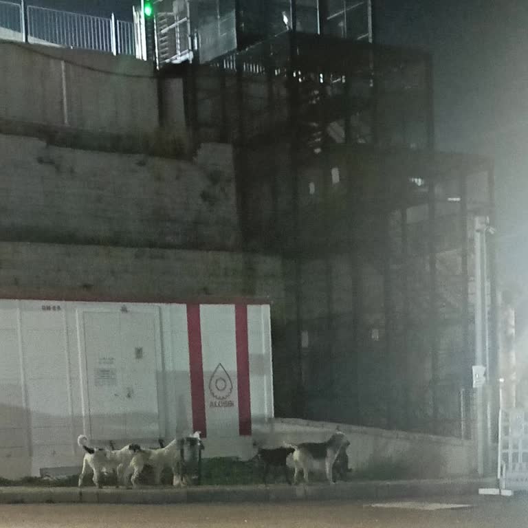 Fabrika Çevresindeki Başıboş Köpekler Güvenliğimizi Tehdit Ediyor
