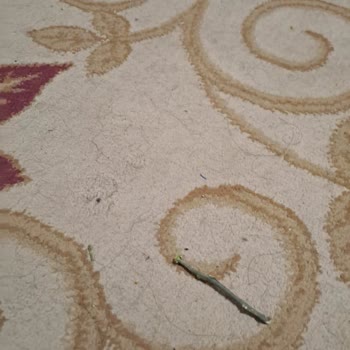 Elazığ Öğretmenevi’nde Hijyen Sorunu Ve İlgisiz Yaklaşım