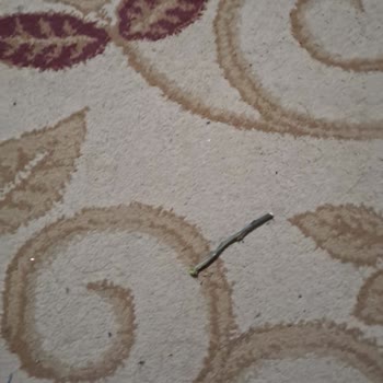 Elazığ Öğretmenevi’nde Hijyen Sorunu Ve İlgisiz Yaklaşım