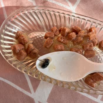 Jungle Pet Food Kedi Mamasından Ölü Sinek Çıktı, Müşteri Hizmetlerinden Dönüş Alamadım!