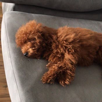 Sahte Köpek Sahiplendirme İlanıyla Karşılaştığım Olumsuz Deneyim