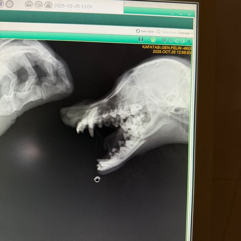 Veteriner Kliniğinde Yaşanan İhmalkarlık Sonucu Köpeğimin Sağlığı Tehlikeye Girdi Ve Yüksek Masraf Oluştu