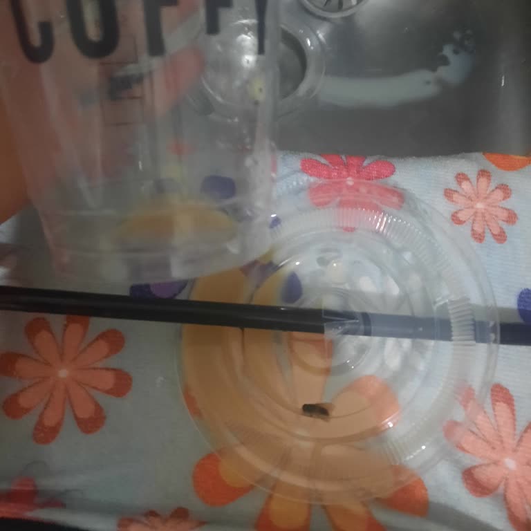 Kahvemden Çıkan Sinek Ve Yetersiz Müşteri Hizmetleri Yanıtı Mağduriyetimi Artırdı