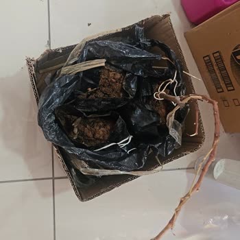 Kurumuş Ve Kırık Üzüm Asması, Eksik Gönderim Mağduriyeti