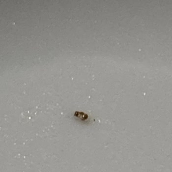 Noodle Paketinden Böcek Ve Karınca Çıkması Mağduriyetim Devam Ediyor