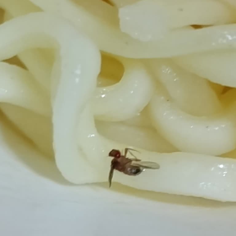 Son Kullanma Tarihi Geçmemiş Noodle Paketinden Ölü Böcek Çıktı