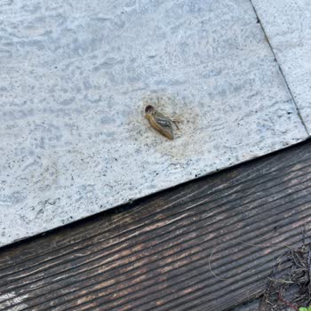 Jolly Tur Isıtmalı Havuzlu Bungalovda Hijyen Ve Sıcaklık Sorunları Yaşadık