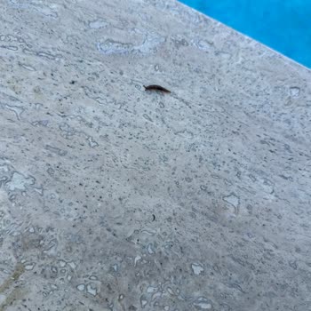 Jolly Tur Isıtmalı Havuzlu Bungalovda Hijyen Ve Sıcaklık Sorunları Yaşadık