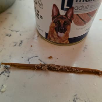 Köpek Mamasından Çıkan Odun Parçası Endişe Yarattı