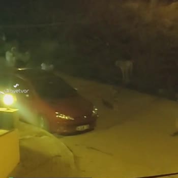 Büyükçekmece Belediyesi Sokak Köpekleri Tehlike Saçıyor!