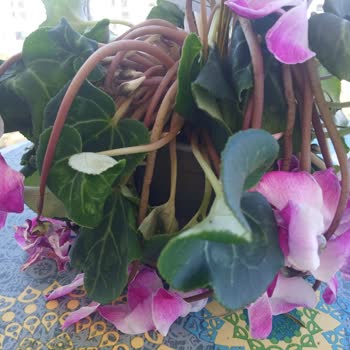 Canlı Teslimat Garantili Çiçek Solmuş Ve Hasarlı Geldi, İade Talebim Cevapsız Kaldı