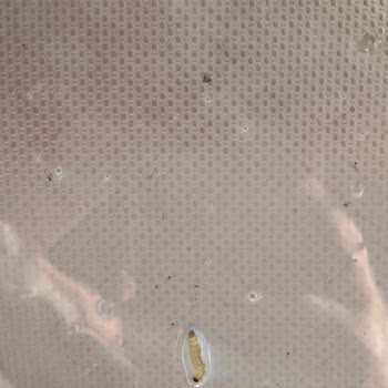 Bebek Mamasında Böcek Ve Hijyen Sorunu Nedeniyle Güven Kaybı Yaşadım