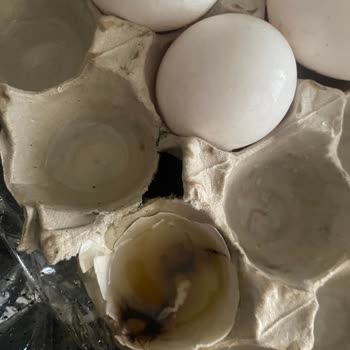 Carrefour'dan Aldığım Yumurtalar Çürük Çıktı, Sağlığım Tehlikeye Girdi