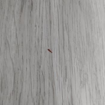 Satın Aldığım Parkeler Teslimat Sonrası Hasarlı Ve Eksik Hizmetle Geldi