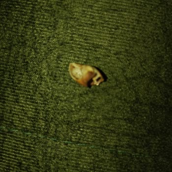 Soslu Fıstık Cipsinden Salyangoz Kabuğu Çıktı: Gıda Güvenliği Riski!