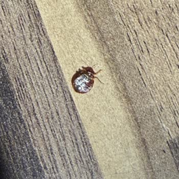 Otel Odasında Hijyen Ve Güvenlik Faciası, Sağlığım Bozuldu