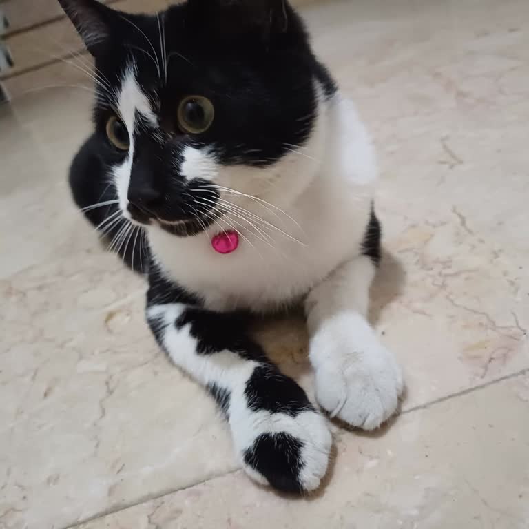 Kayıp Kedimizin Bulunması İçin Yetersiz Ve İlgisiz Hizmet