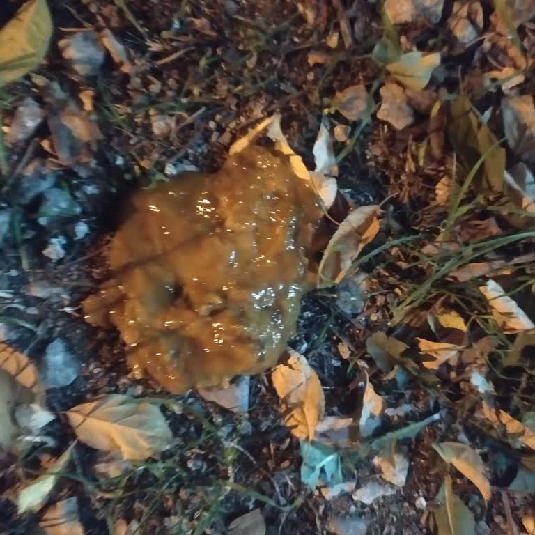 Soğuk Zincir İhlali Nedeniyle Bozuk Mama Ve Köpeğimde Sağlık Sorunu Yaşadım