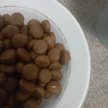 Köpek Mamasında Canlı Kurt Çıkması Nedeniyle Sağlık Ve Güven Sorunu