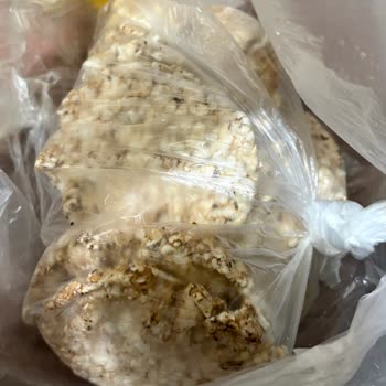 Son Kullanma Tarihi Geçmemiş Üründe Böceklenme Şikayeti