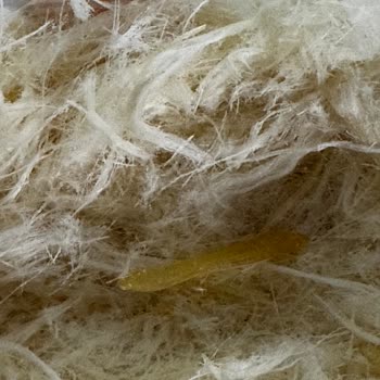 Aldığım Pişmaniyeden Yabancı Cisim Çıktı, Değişim Talep Ediyorum