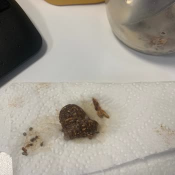 Granolanın İçinden Çıkan Sert Cisim Şaşkınlığı