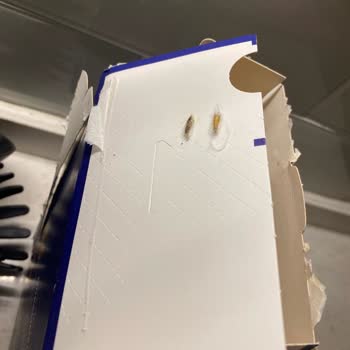 Barilla Makarna Paketinde Kanatlı Böcek Şoku