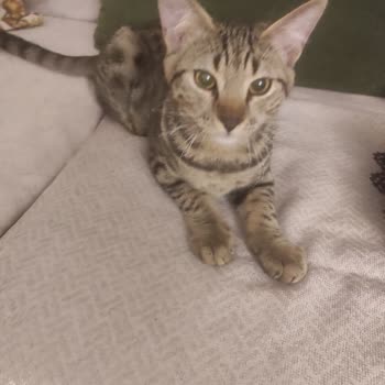 Evcil Hayvana Dayanıklı Diye Satılan Koltuk Örtüsü Dayanmadı, İade Talebim Reddedildi