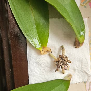 Aldığım Orkidelerde Ciddi Sorunlar Ve Müşteri Hizmetlerine Ulaşamama