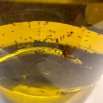 Zeytinyağında Karınca Çıkması Ve Sağlık Endişesi