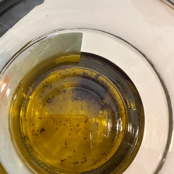 Zeytinyağında Karınca Çıkması Ve Sağlık Endişesi