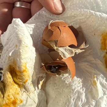 A101'den Aldığım Organik Yumurtalar Bozuk Çıktı, Sağlığımız Tehlikede!