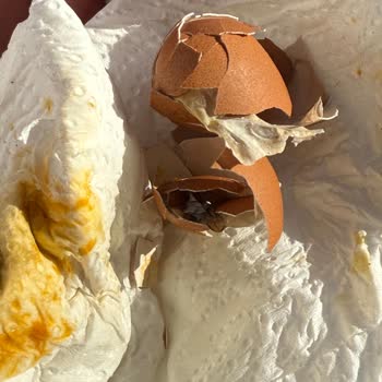 A101'den Aldığım Organik Yumurtalar Bozuk Çıktı, Sağlığımız Tehlikede!