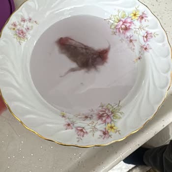 Dimes Vişne Suyunda Anormal Madde Ve İlgisiz Müşteri Hizmeti