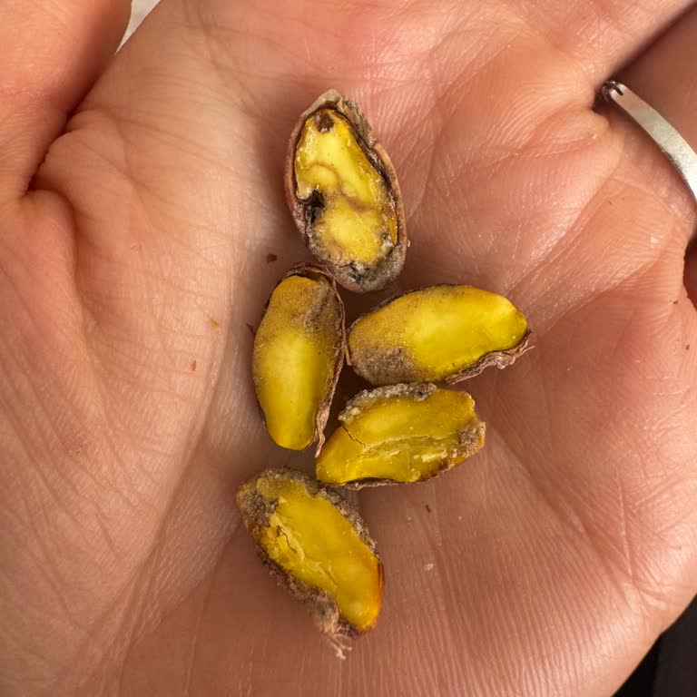 Pahalı Antep Fıstığında Küf Şoku Ve Kalite Hayal Kırıklığı