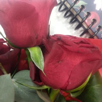 Yıpranmış Ve Yanlış Kata Bırakılan Çiçeklerle Büyük Hayal Kırıklığı