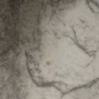 Halılar Temizlenmeden Teslim Edildi, Ücret İadesi Talep Ediyorum