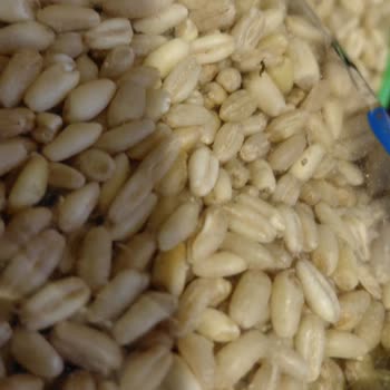 Turap Bakliyat Aldığım Paketli Yarma Ürünlerinde Böcek Çıkması Ve Değişim Talebim