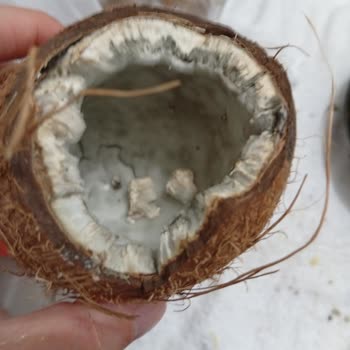 Küflü Ve Çürük Hindistan Cevizi İçin Ücret İadesi Talebi