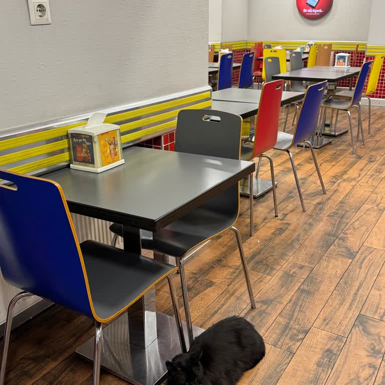 Yemek Yerken Kedi Ve Yetersiz Hijyen Önlemleri Rahatsızlığı