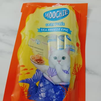 Moochie Kedimin Mama Sonrası Yaşadığı Sağlık Sorunu Endişe Verici
